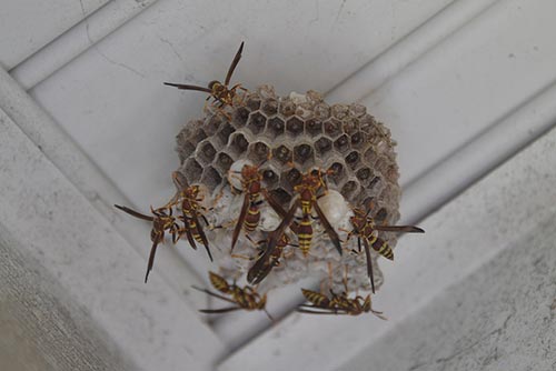 How to Get Rid of Wasps Naturally - iSeeiDoiMake