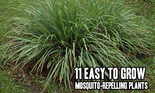 11 Easy to Grow Mosquito-Repelling Plants