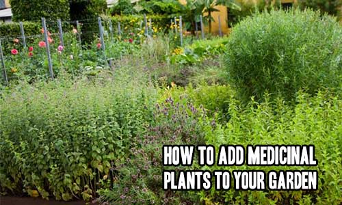 How to Add Medicinal Plants to Your Garden
