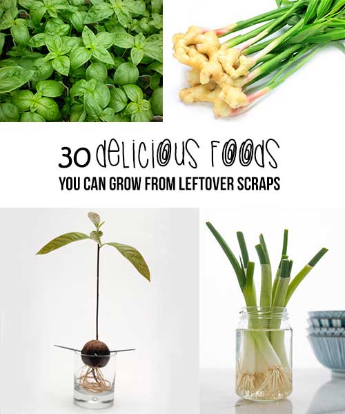 30 Delicious Foods You Can Grow From Leftover Scraps