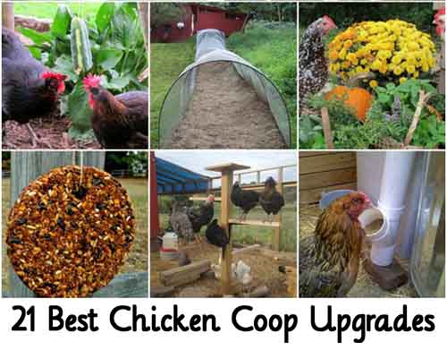 21 Best Chicken Coop Upgrades