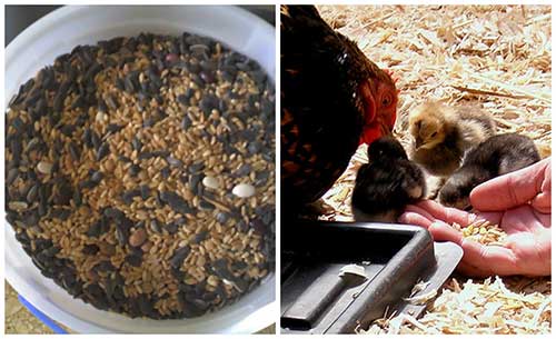 Healthy And Frugal Homemade Chicken Feed Recipe