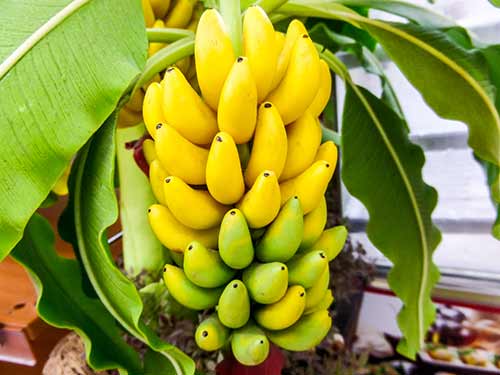 How to Grow Banana Trees Anywhere