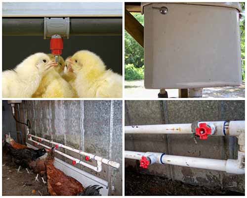 How To Make A Frugal Gravity Fed Chicken Watering System