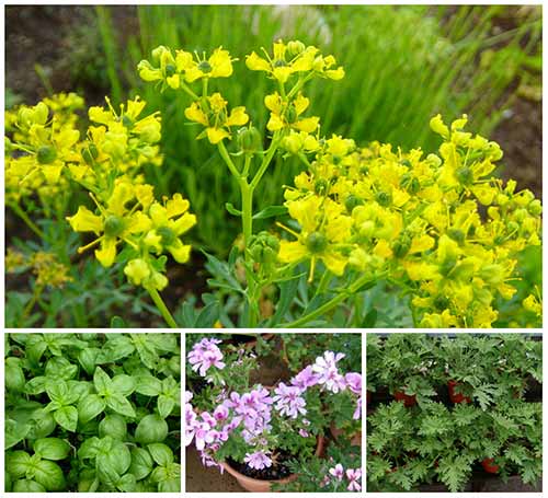 Plants That Repel Ticks & Fleas