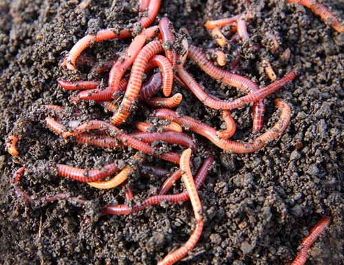 How To And Why You Should Increase The Number of Earthworms in Your Garden Soil