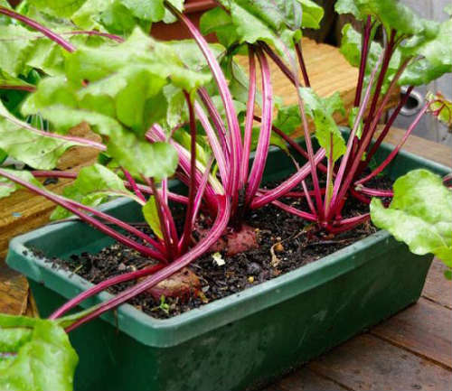 Growing Beets in Containers: How to Grow Big Beets in Pots