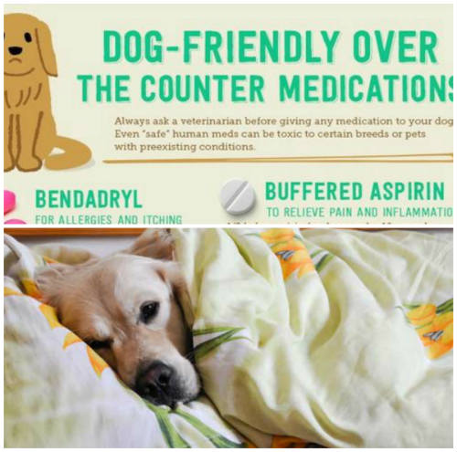 dog friendly over the counter meds