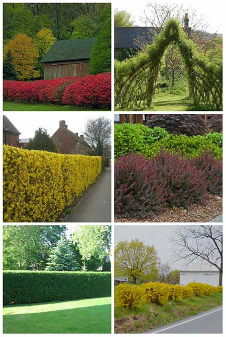 12 Beautiful Living Fences For Your Garden