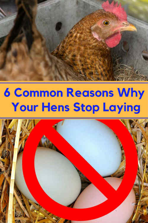 6 Common Reasons Why Your Hens Stop Laying – iSeeiDoiMake