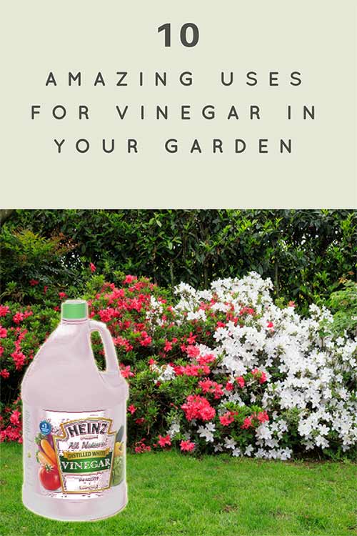 10 Amazing Uses for Vinegar in Your Garden
