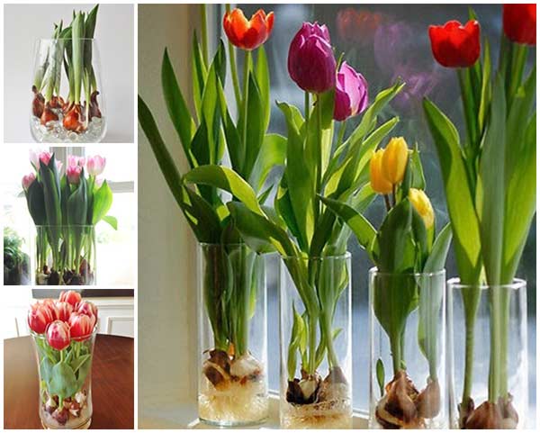How To Force Spring Bulbs to Grow Indoors