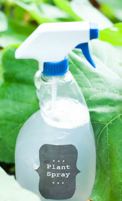 How To Make Insecticidal Plant Spray