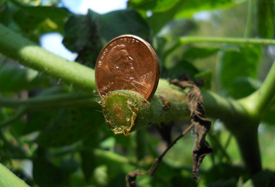 Using Copper Pennies to Help Prevent Blight on Tomato Plants?