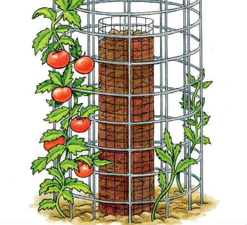 How To Grow 90 Pounds Of Tomatoes From Only 5 Plants