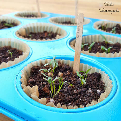 Muffin Pan Herb Starters - Upcycled Herb Garden