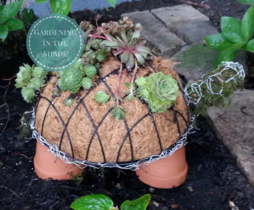 How To Make A Succulent Turtle