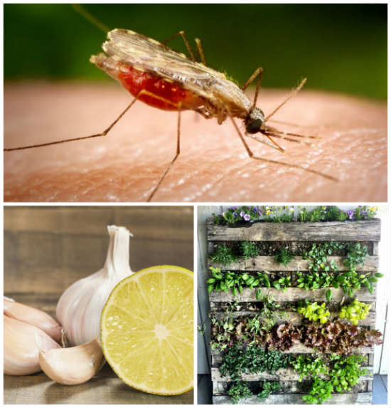 11 Natural Bug Repellents That Work