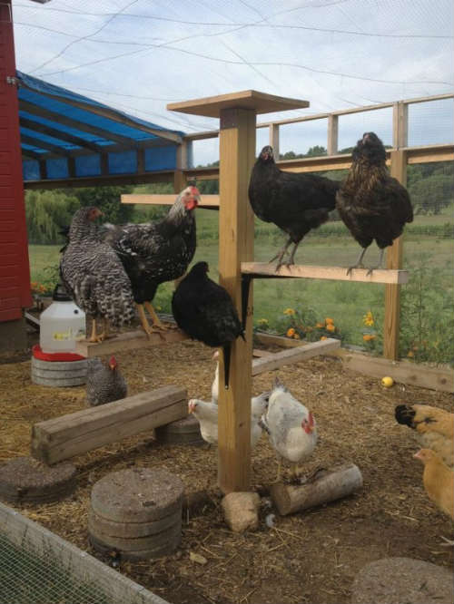 Simple DIY Projects To Keep Chickens Busy