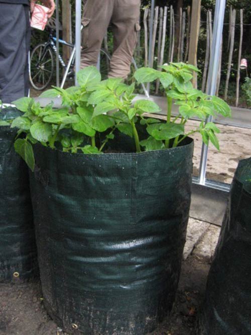 How To Grow A lot of Potatoes In Bags - No digging or Garden required!