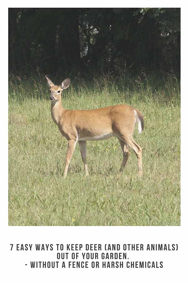 7 Easy Ways to Keep Deer (and Other Animals) Out of Your Garden - Without a Fence or Harsh Chemicals