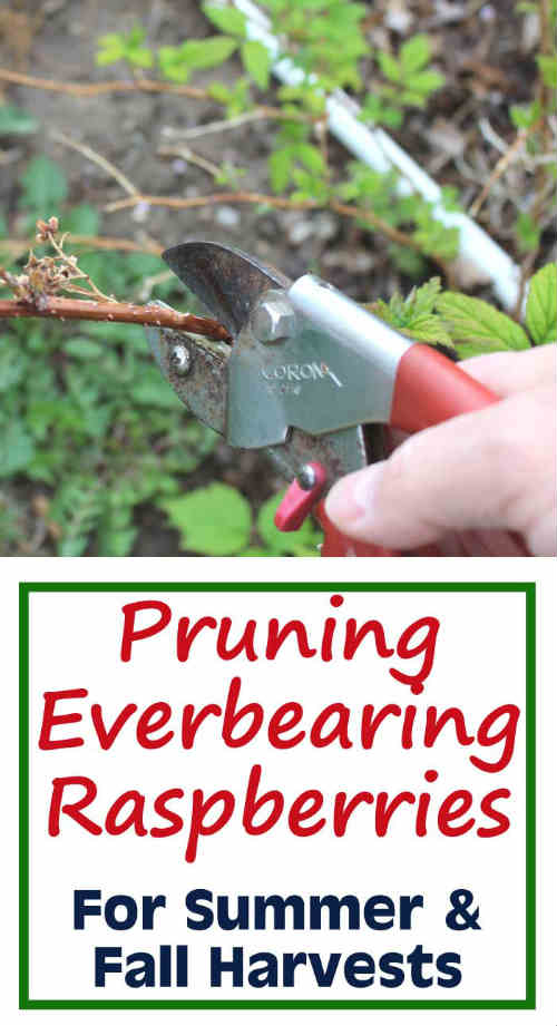 Now Is The Time To Be Pruning Raspberries!