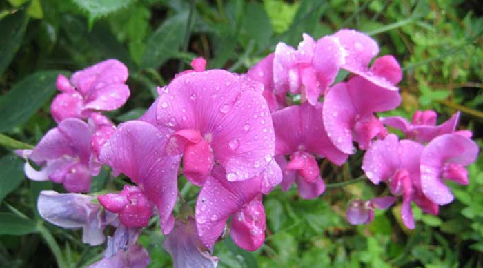 10 Best Wildflowers to Plant in Fall