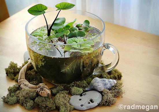 How to Create an Indoor Tabletop Water Garden