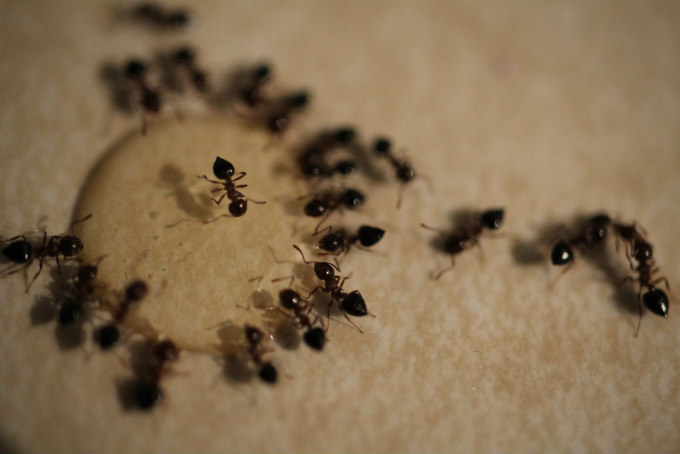Never Failed Me Yet Ant Bait