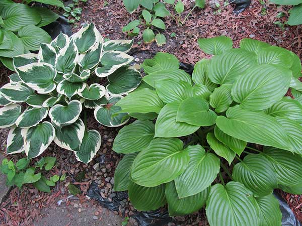 How to Divide & Transplant Hostas