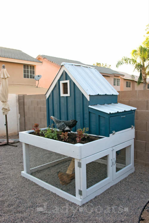 DIY Small Chicken Coop with Planter, Clean Out Tray, and Nesting Box