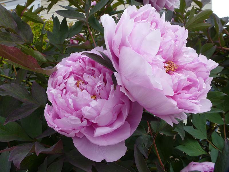 Peonies