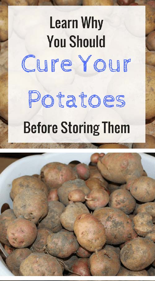 Curing Potatoes Before Winter Storage